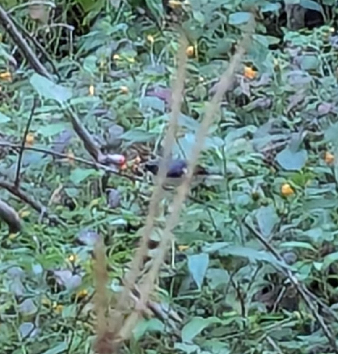 Black-throated Blue Warbler - ML642132774