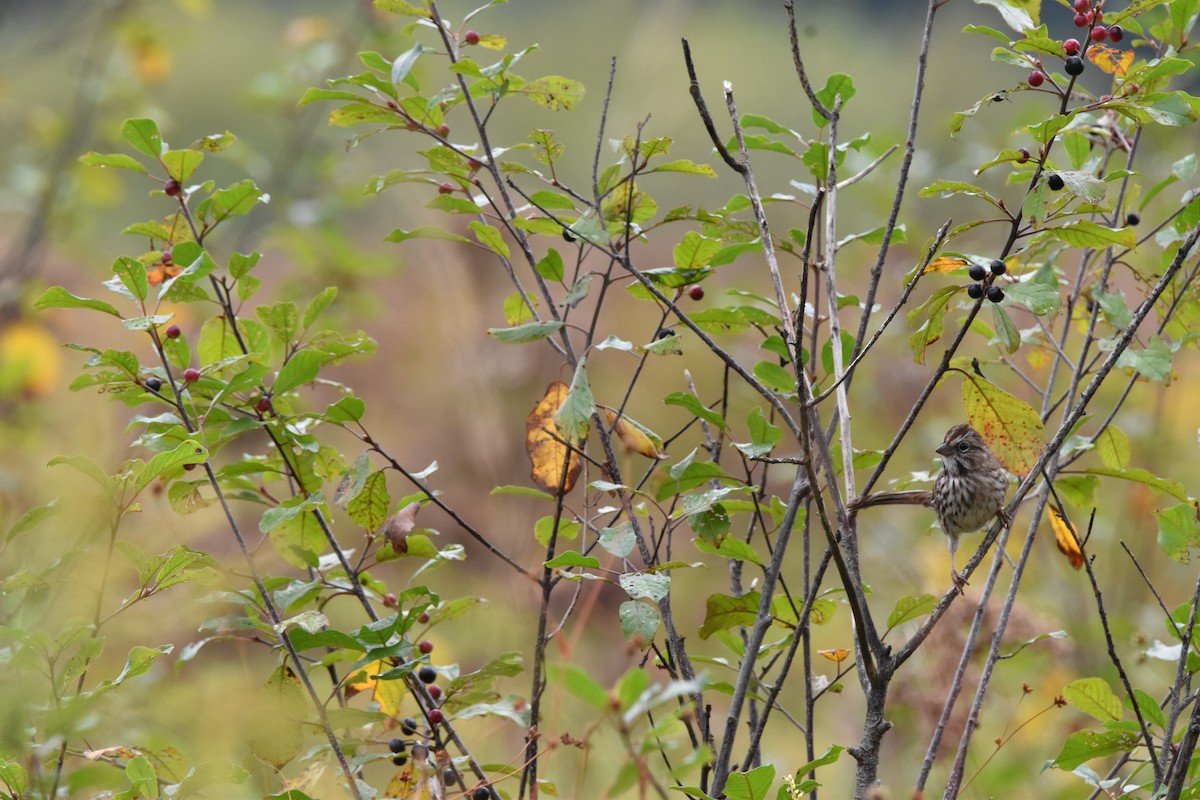 Song Sparrow - ML642132775