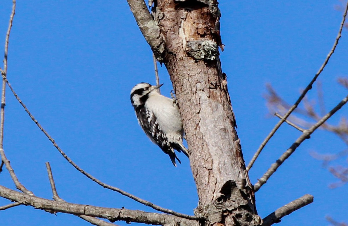 Downy Woodpecker - ML642132776
