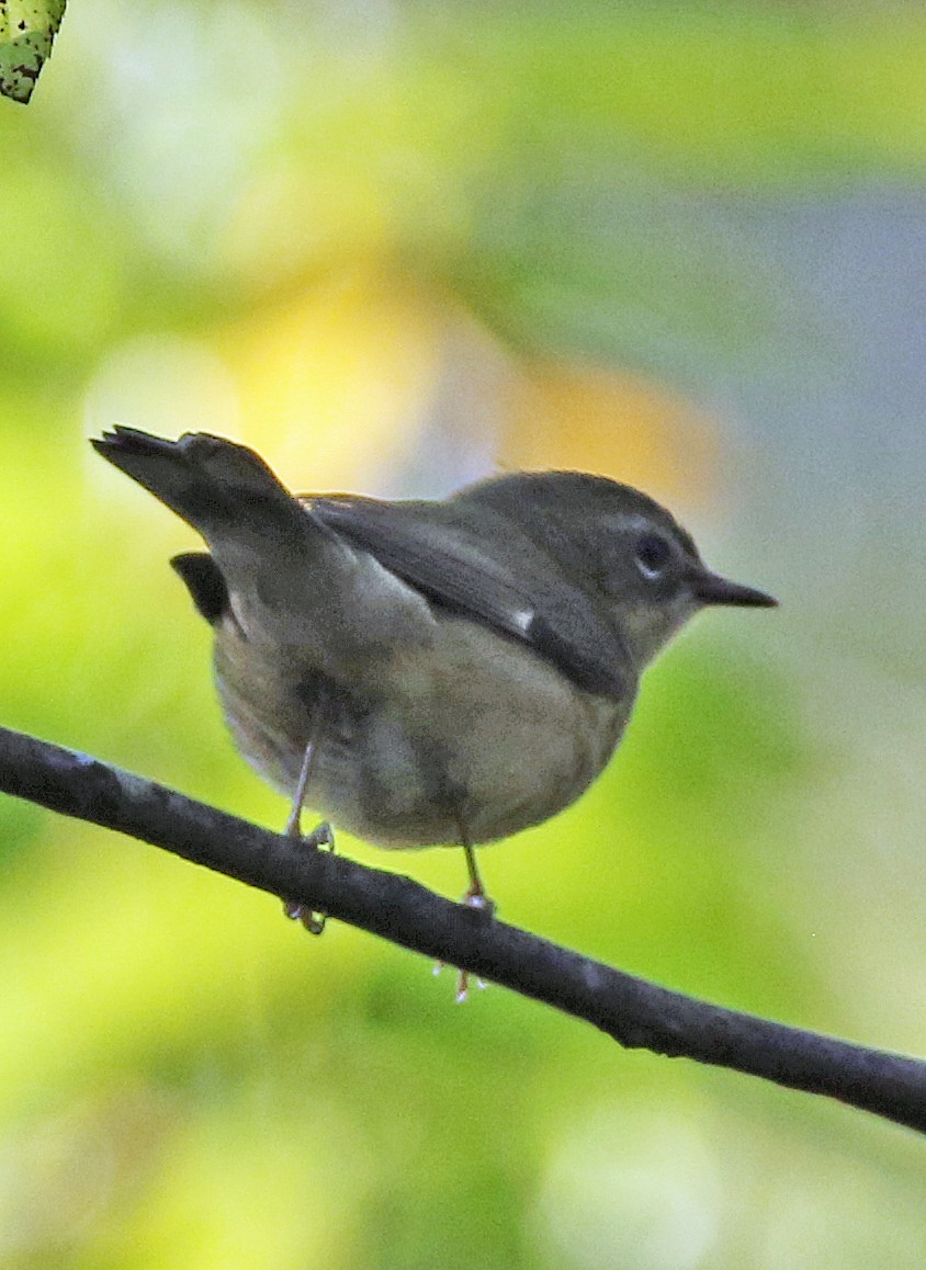 Black-throated Blue Warbler - ML642132781