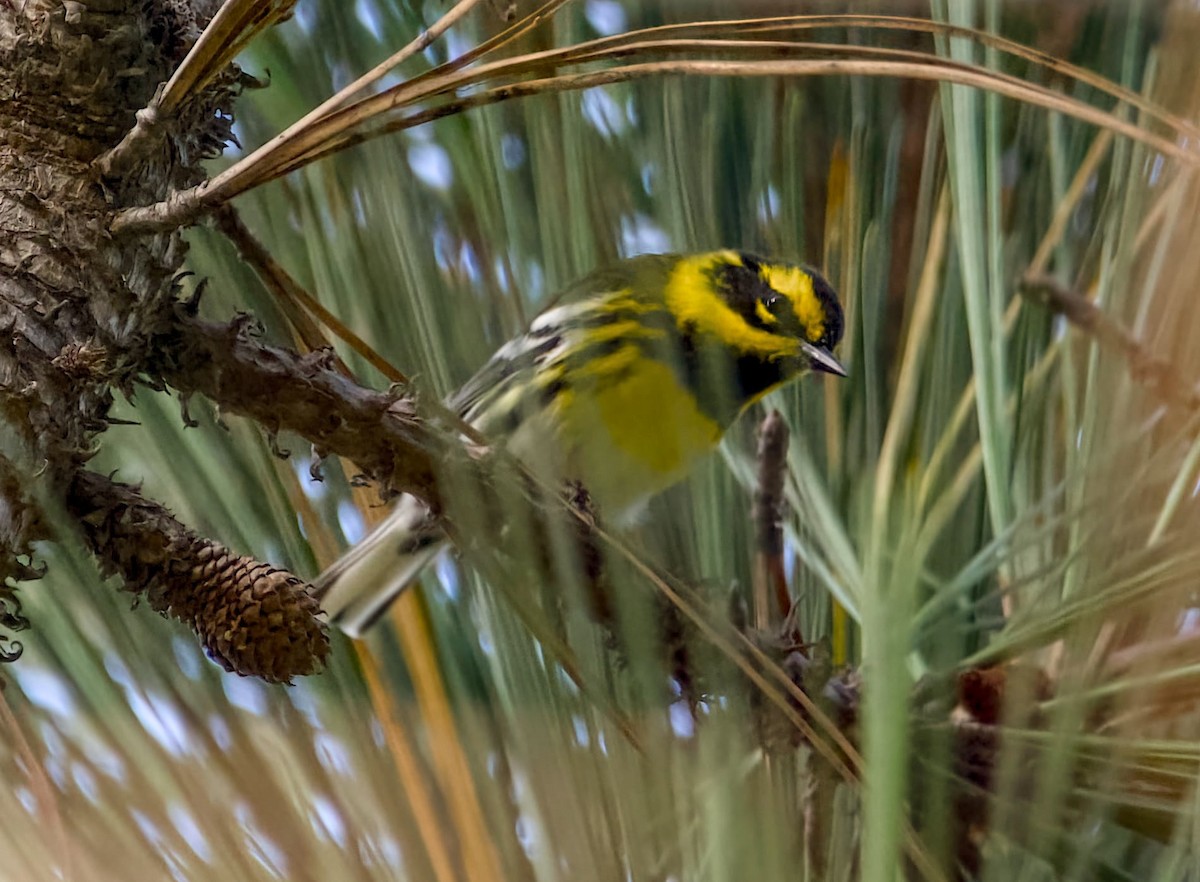 Townsend's Warbler - ML642132790