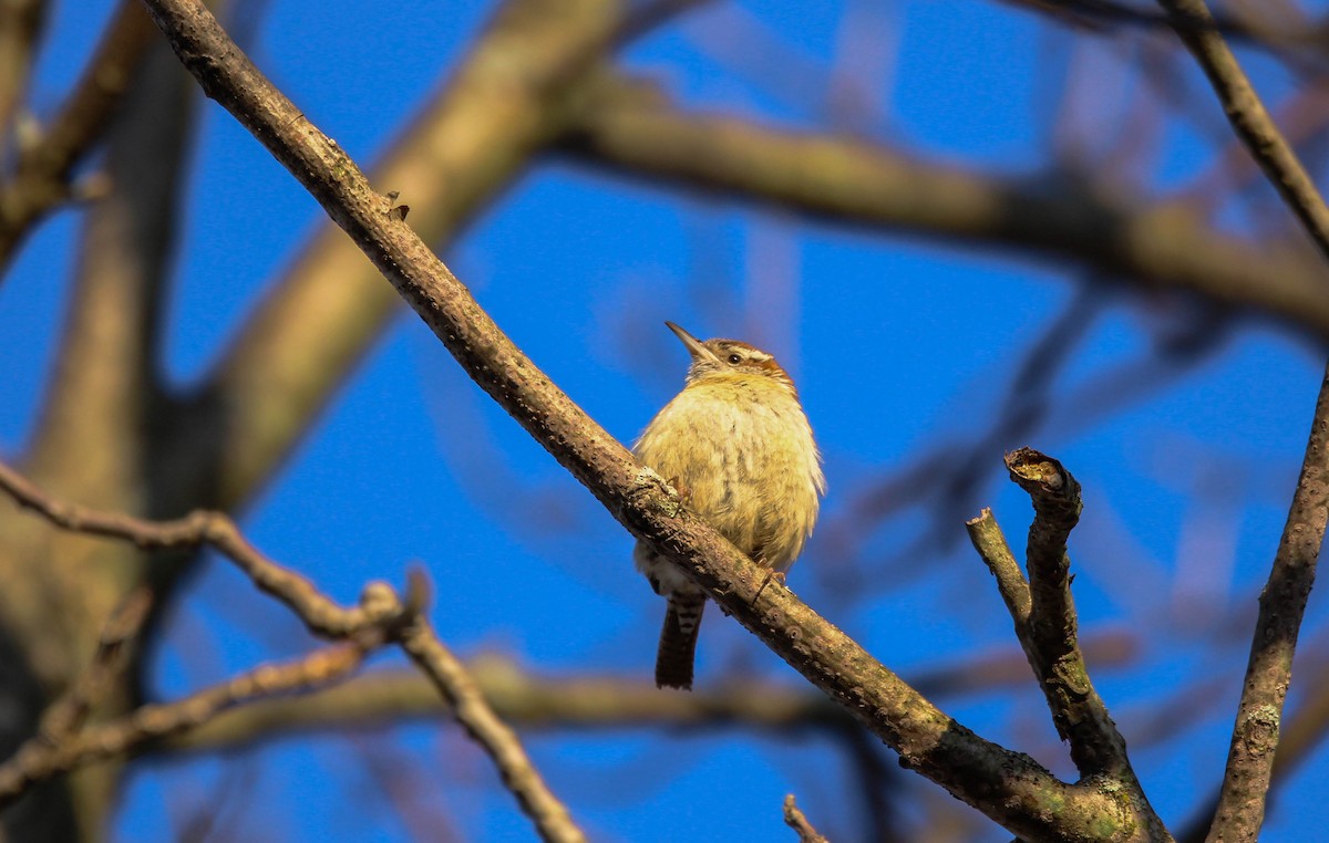 Carolina Wren - ML642132792