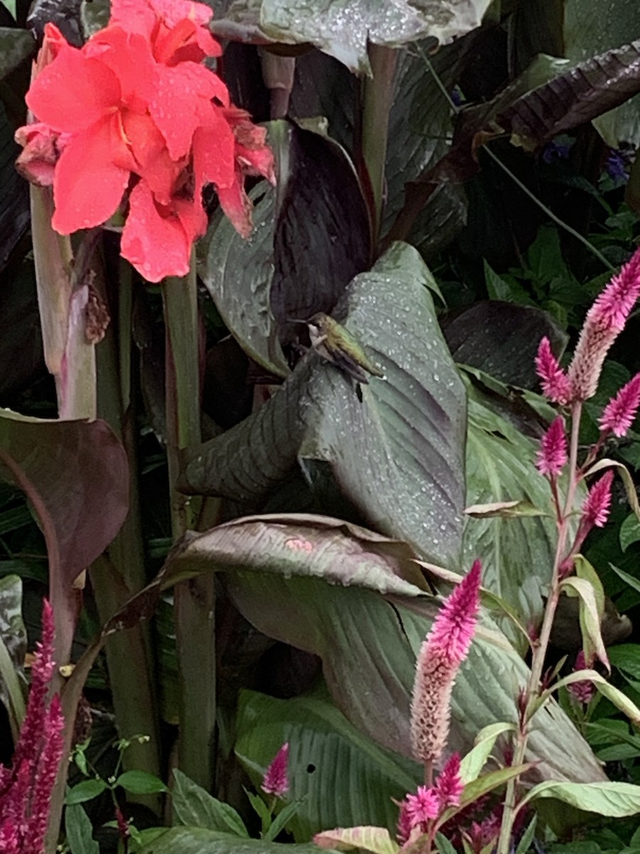 Ruby-throated Hummingbird - ML642132802