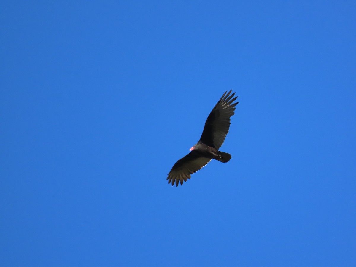 Turkey Vulture - ML642132805