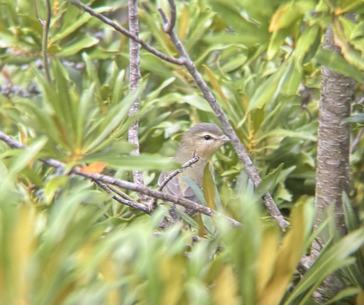 Philadelphia Vireo - ML642132806