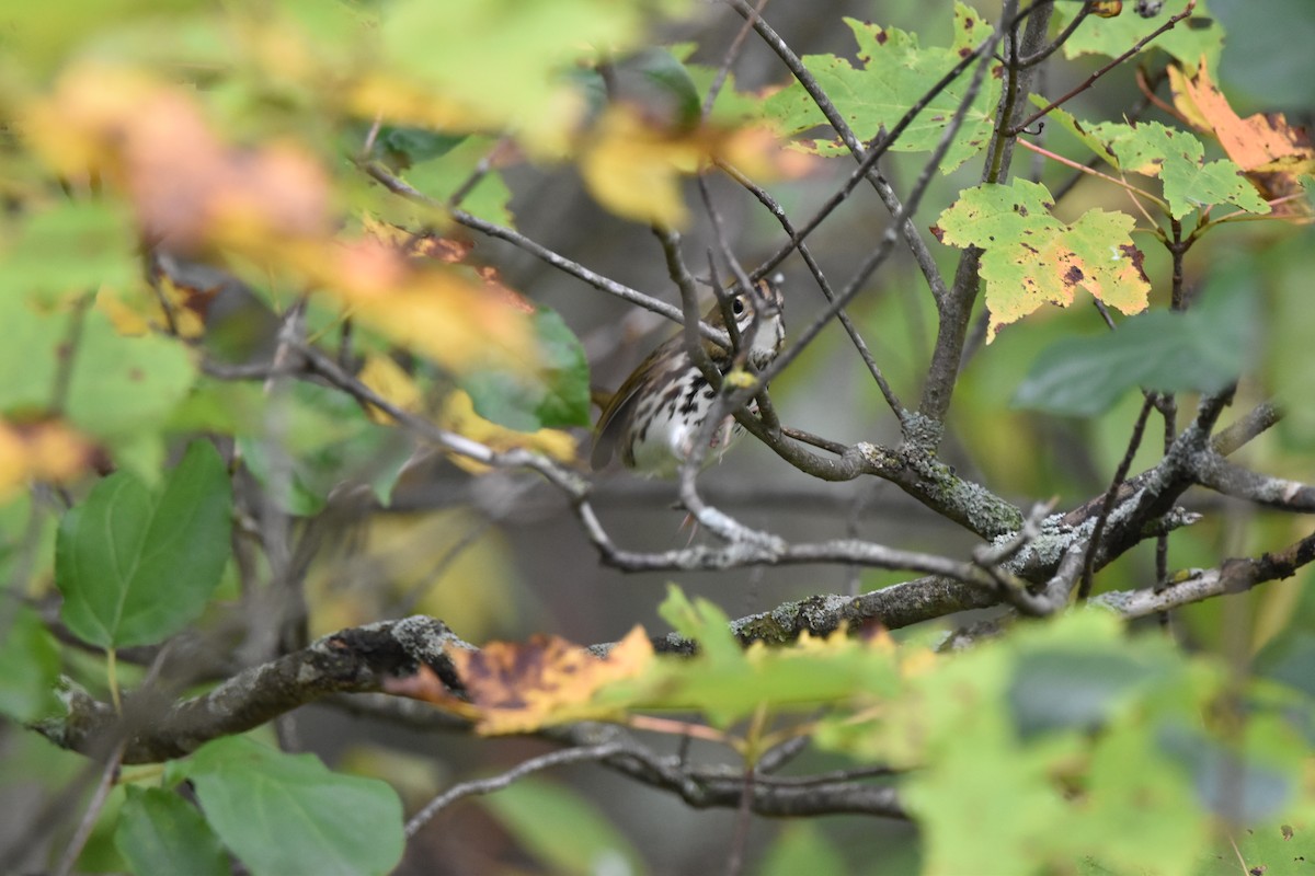 Ovenbird - ML642132807