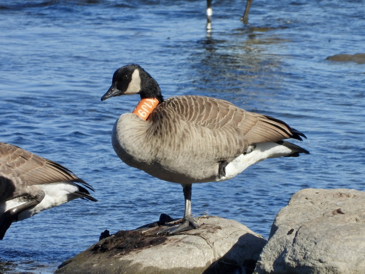 Branta kanadar handia - ML642132810