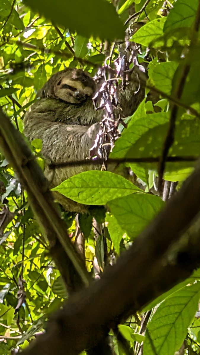 Mammals - ML642132815