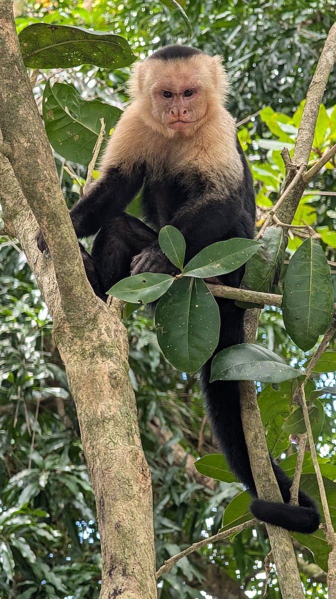 Central American White-faced Capuchin - ML642132817