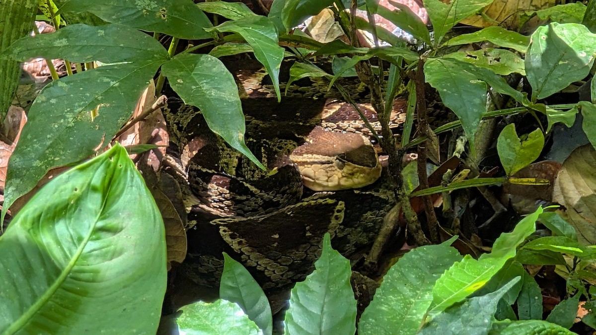 Reptiles - ML642132819