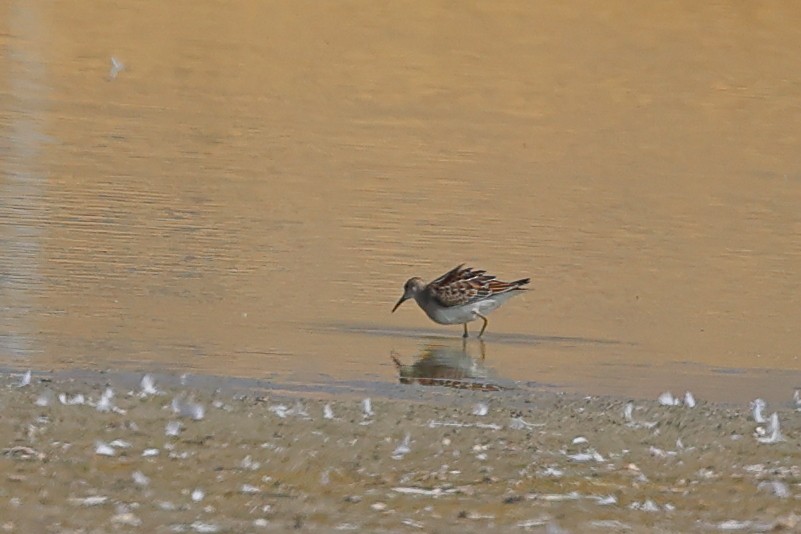 Pectoral Sandpiper - ML642132836