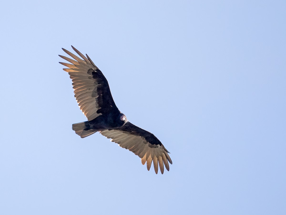 Turkey Vulture - ML642132862