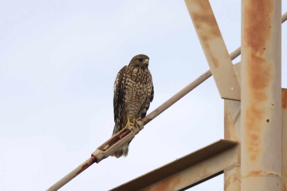 Red-shouldered Hawk (elegans) - ML642132866
