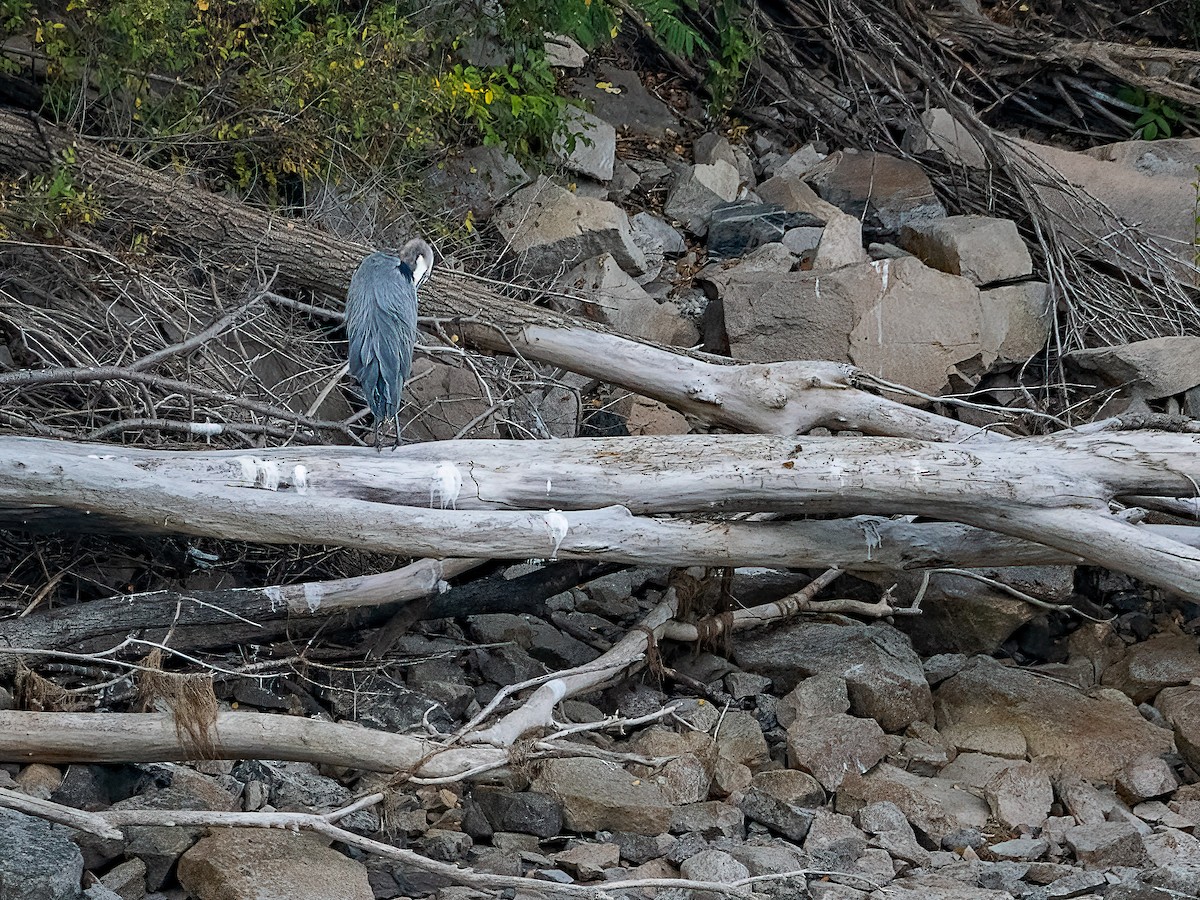 Great Blue Heron - ML642132869
