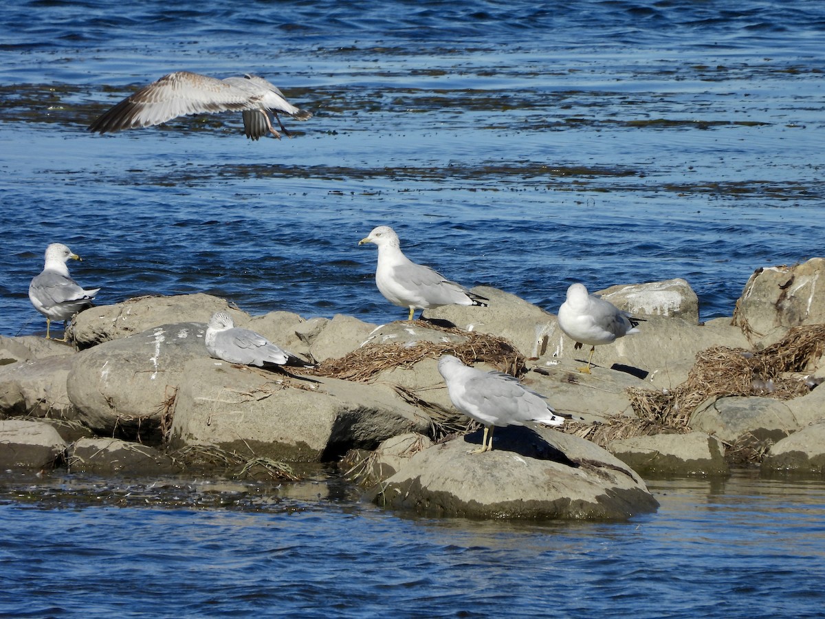 Ring-billed Gull - ML642132871