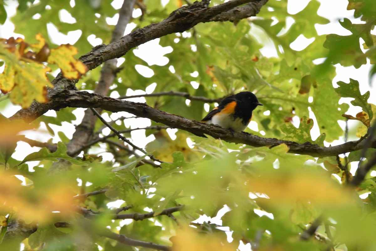 American Redstart - ML642132872