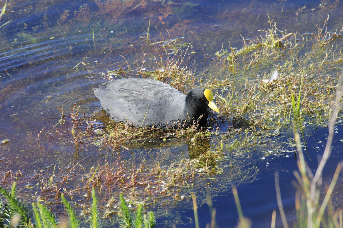 White-winged Coot - ML642132873