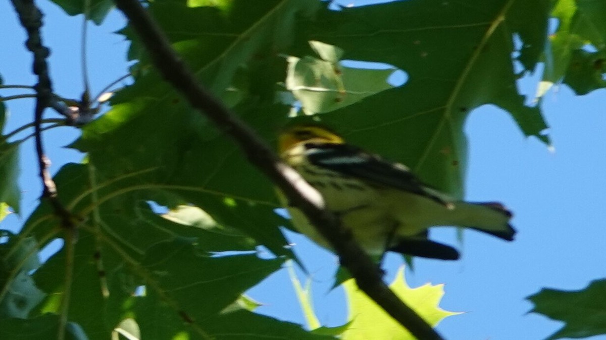 Blackburnian Warbler - ML642132875