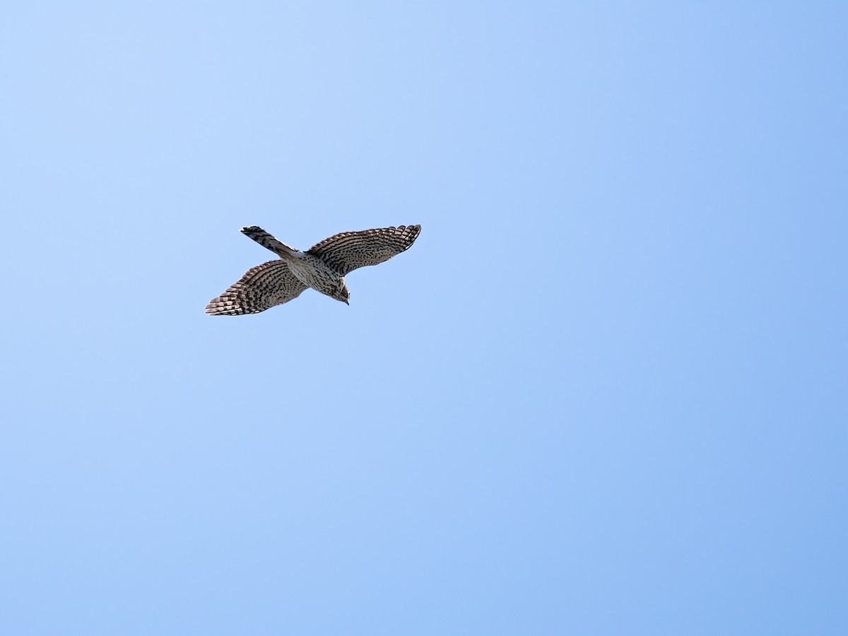 Cooper's Hawk - ML642132876