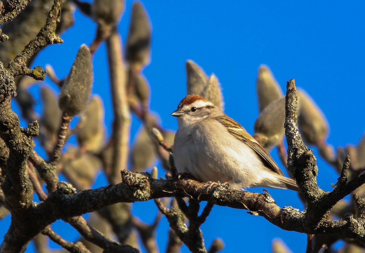 Chipping Sparrow - ML642132878