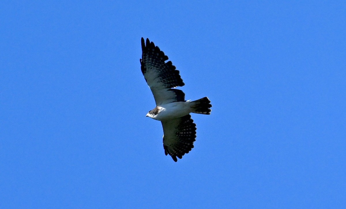Short-tailed Hawk - ML642132879