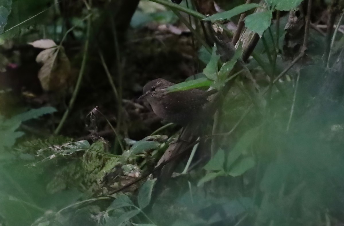 Winter Wren - ML642132882