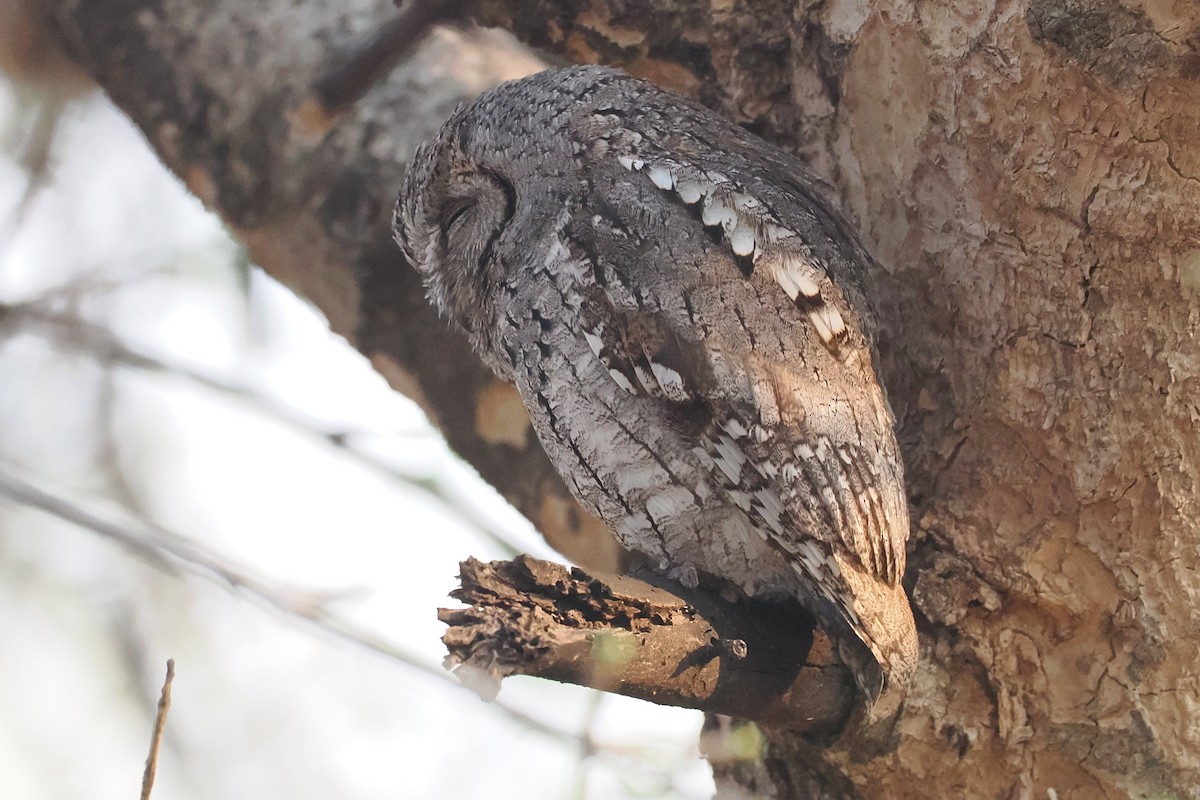African Scops-Owl - ML642132883