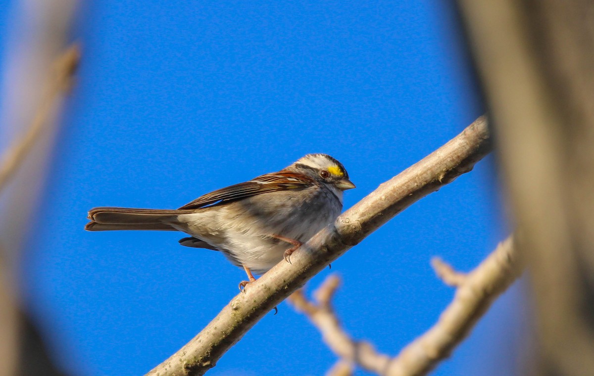 White-throated Sparrow - ML642132885