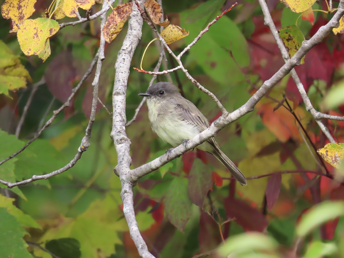 Eastern Phoebe - ML642132886