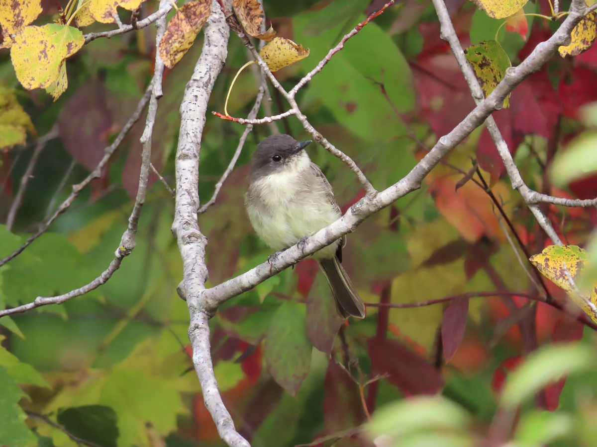 Eastern Phoebe - ML642132887