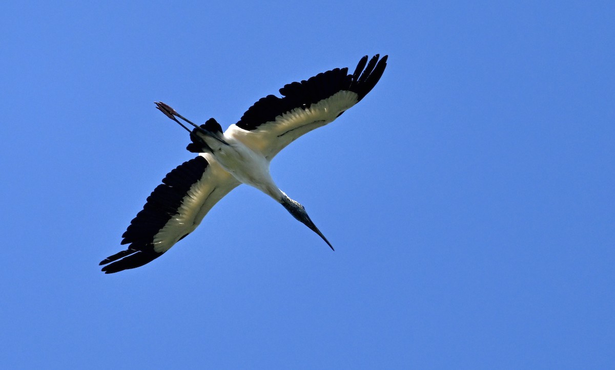 Wood Stork - ML642132888