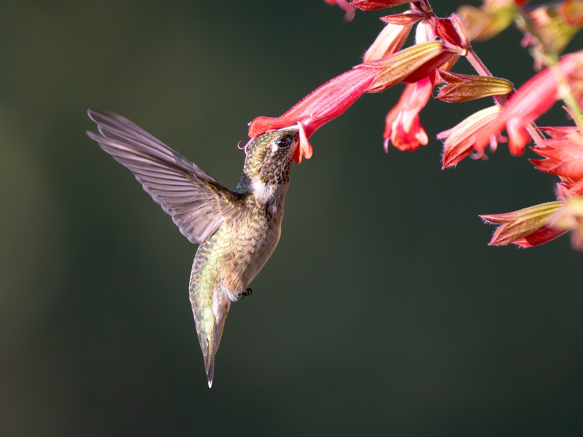 Ruby-throated Hummingbird - ML642132889