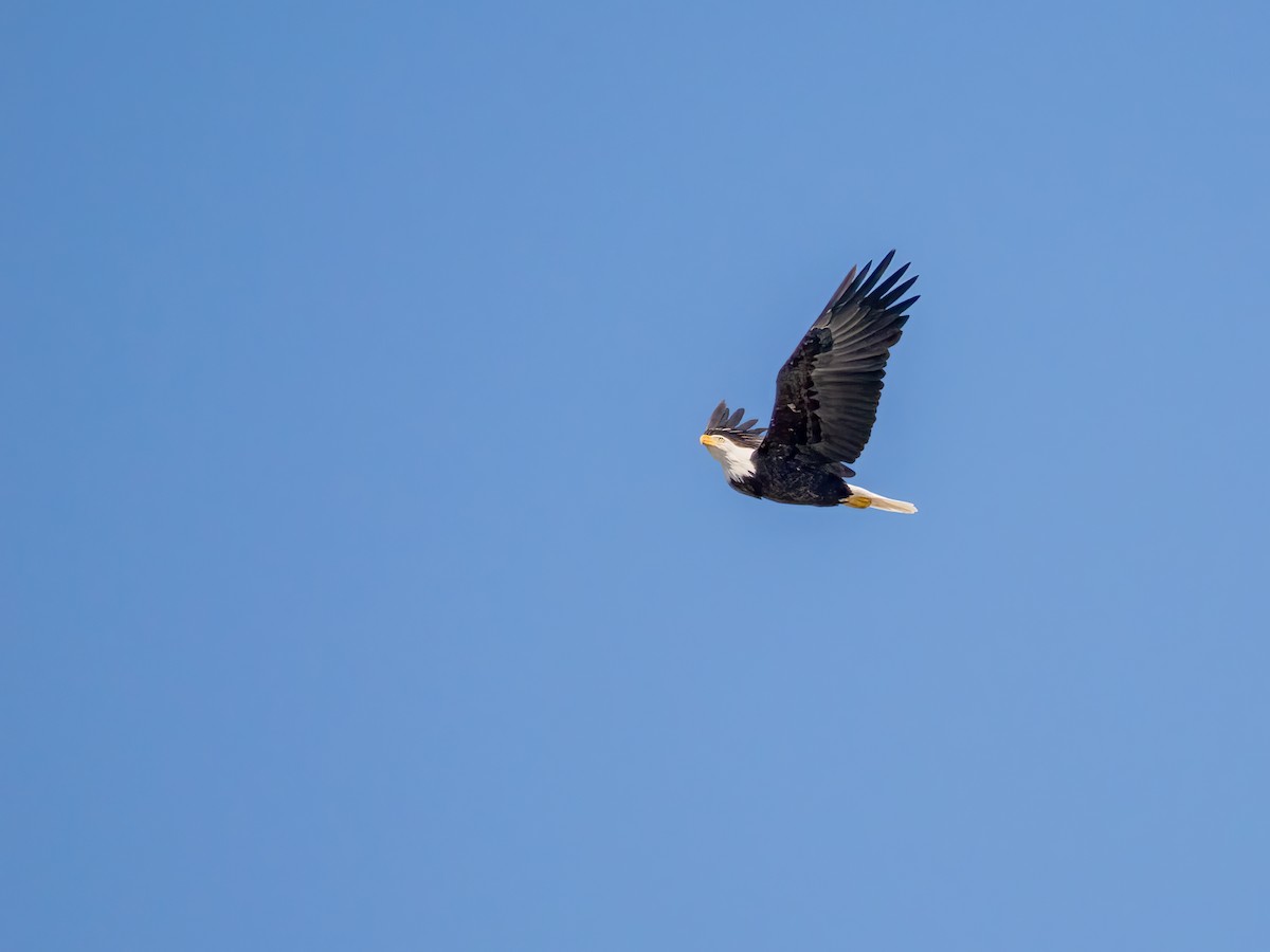 Bald Eagle - ML642132894