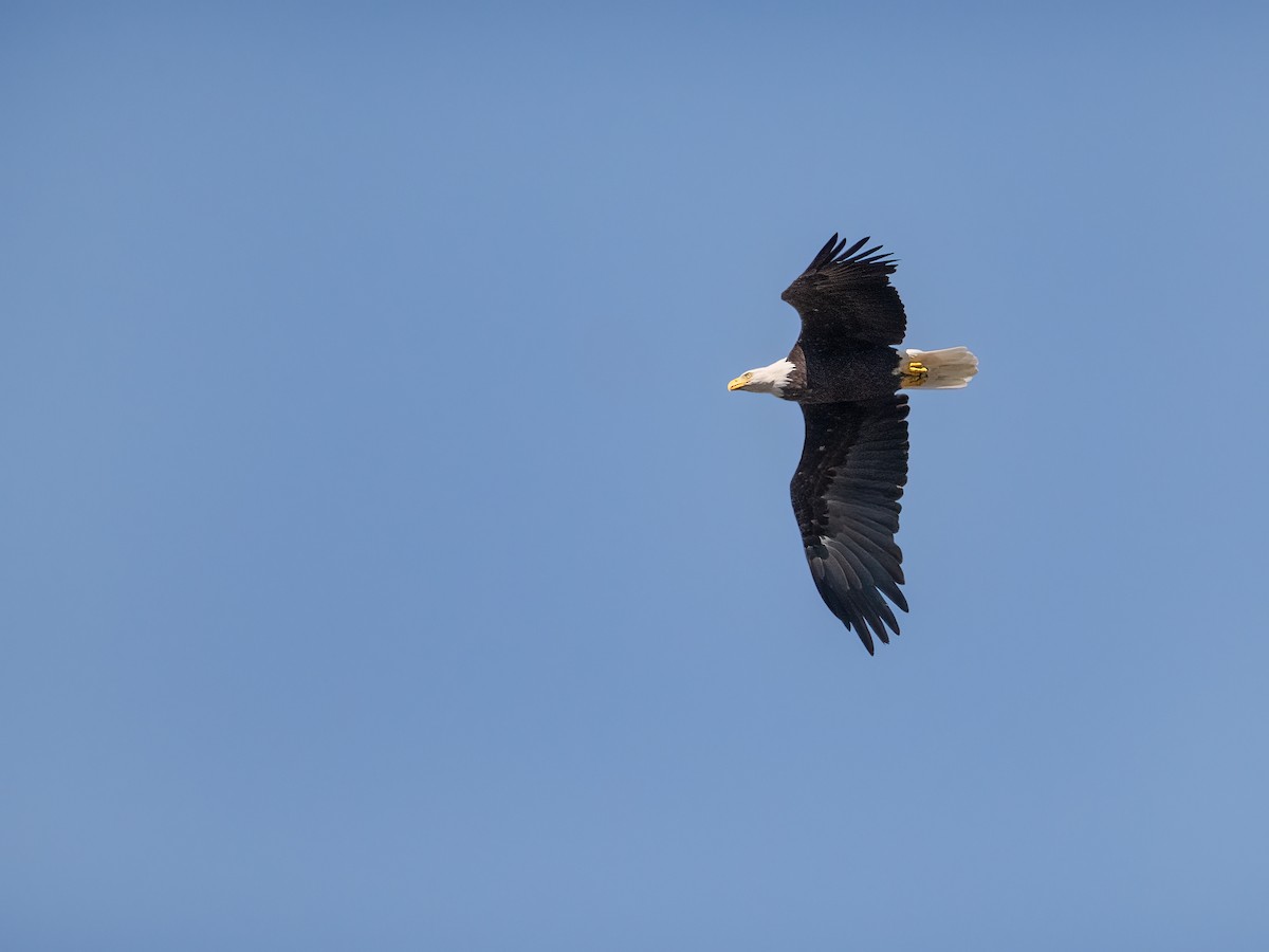 Bald Eagle - ML642132895