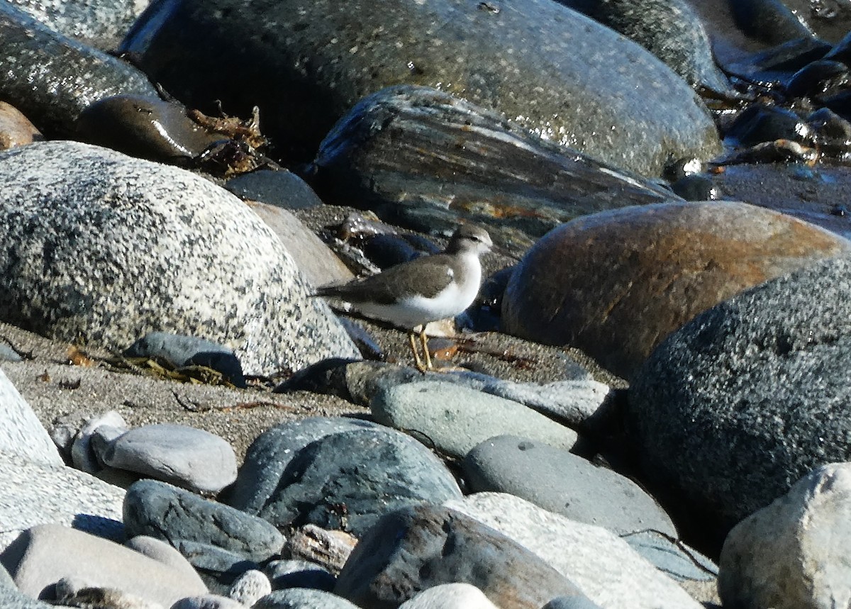 Spotted Sandpiper - ML642132897