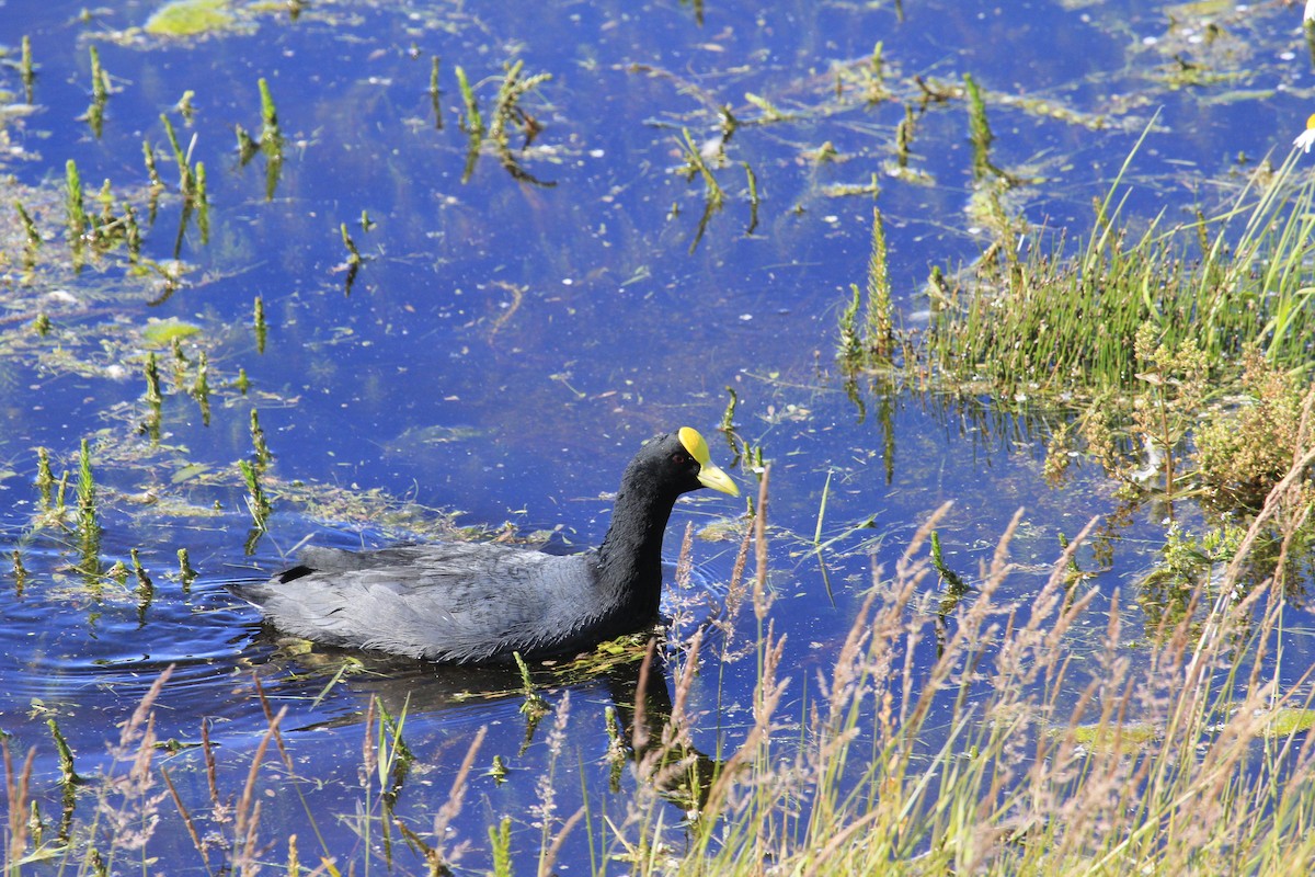 White-winged Coot - ML642132900