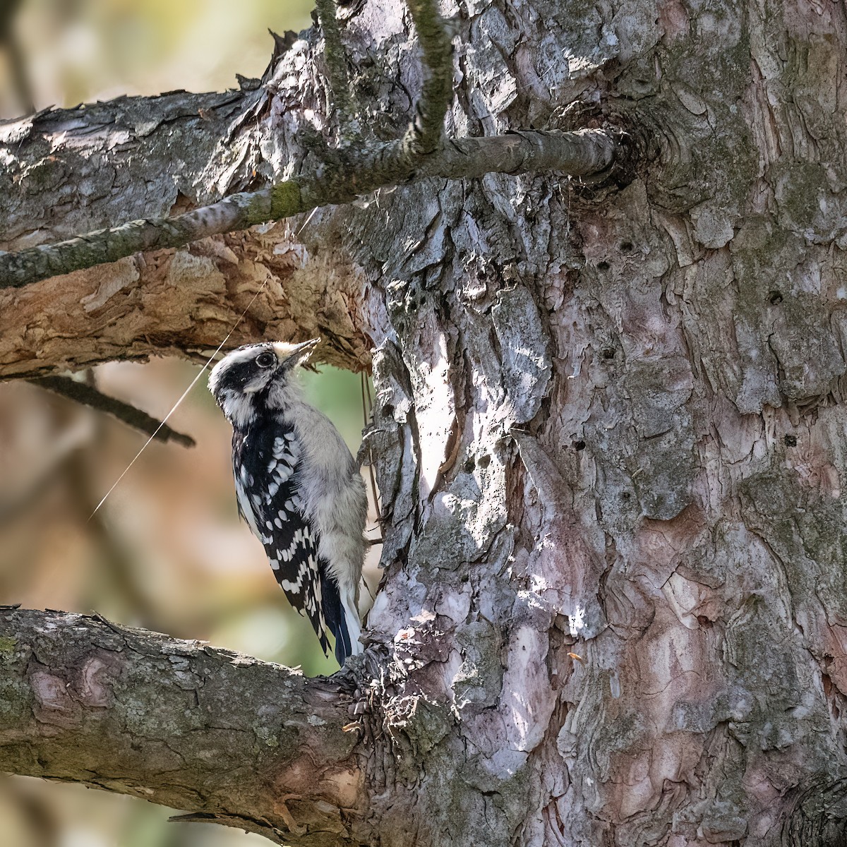 Downy Woodpecker - ML642132901