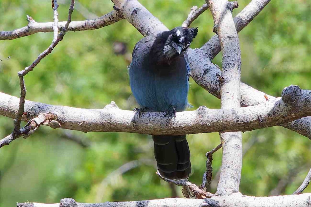 Steller's Jay - ML642132903