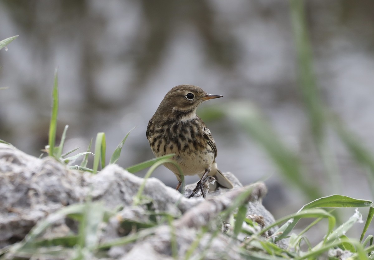 American Pipit - ML642132904