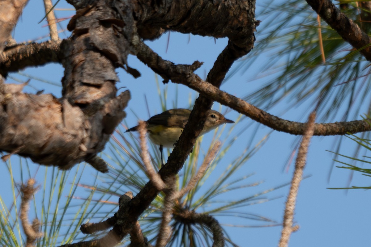 vireo sp. - ML642132906