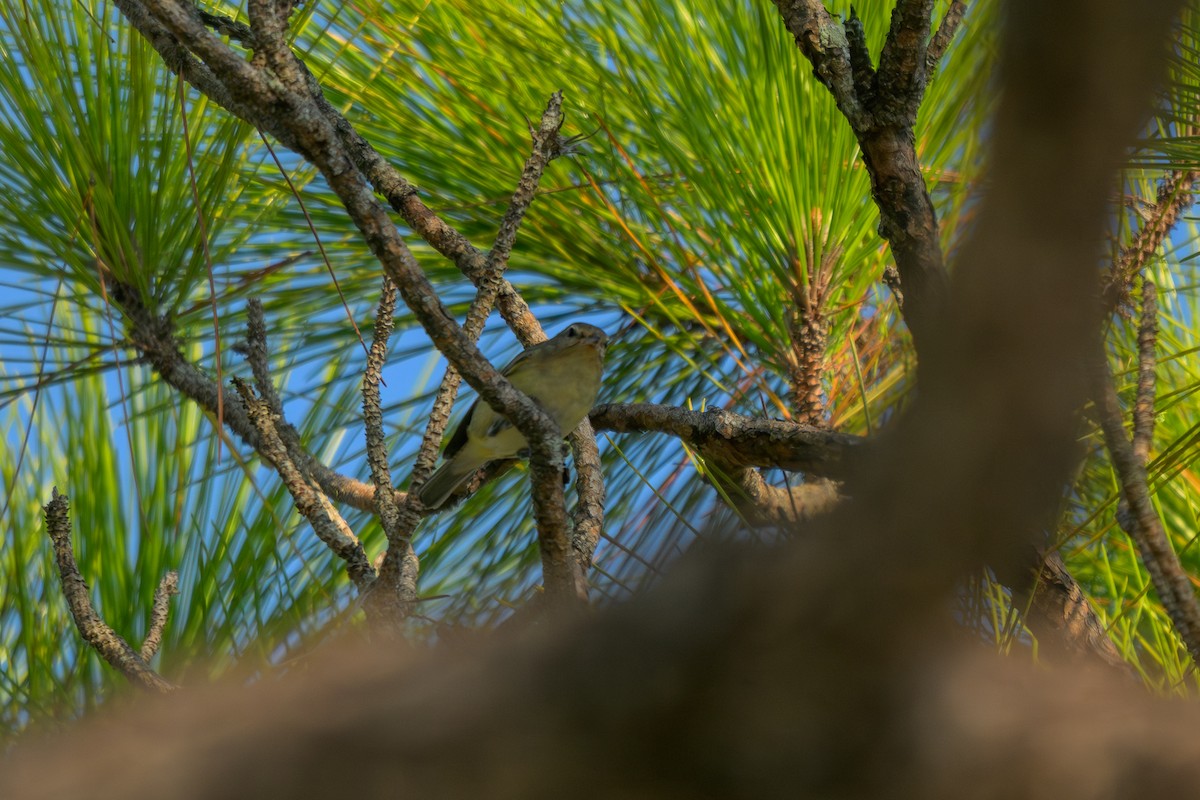 vireo sp. - ML642132907