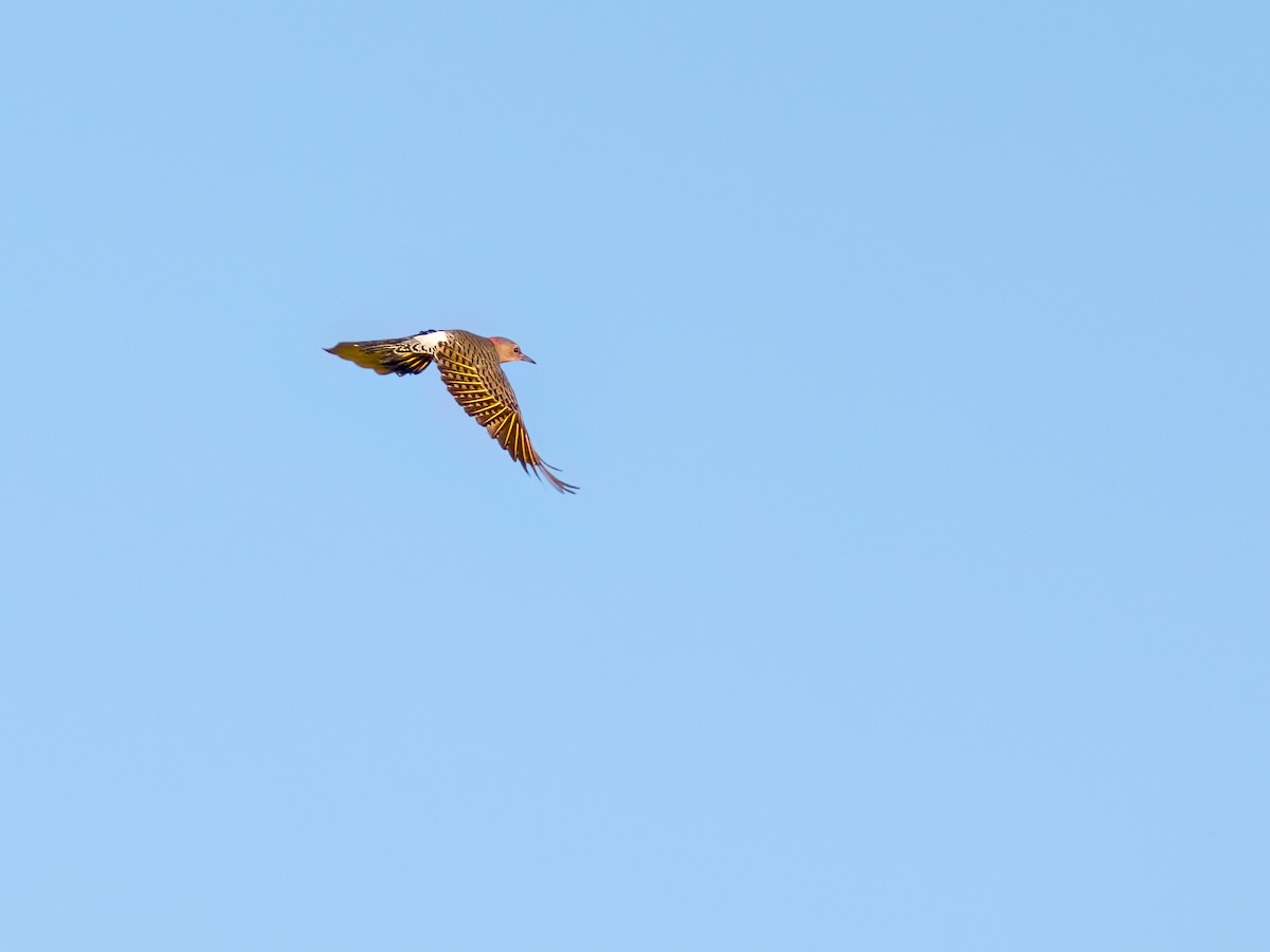 Northern Flicker - ML642132911