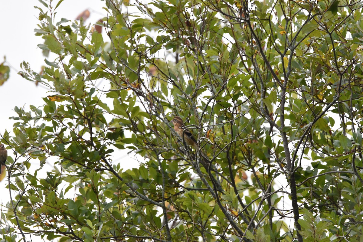 Rose-breasted Grosbeak - ML642132923