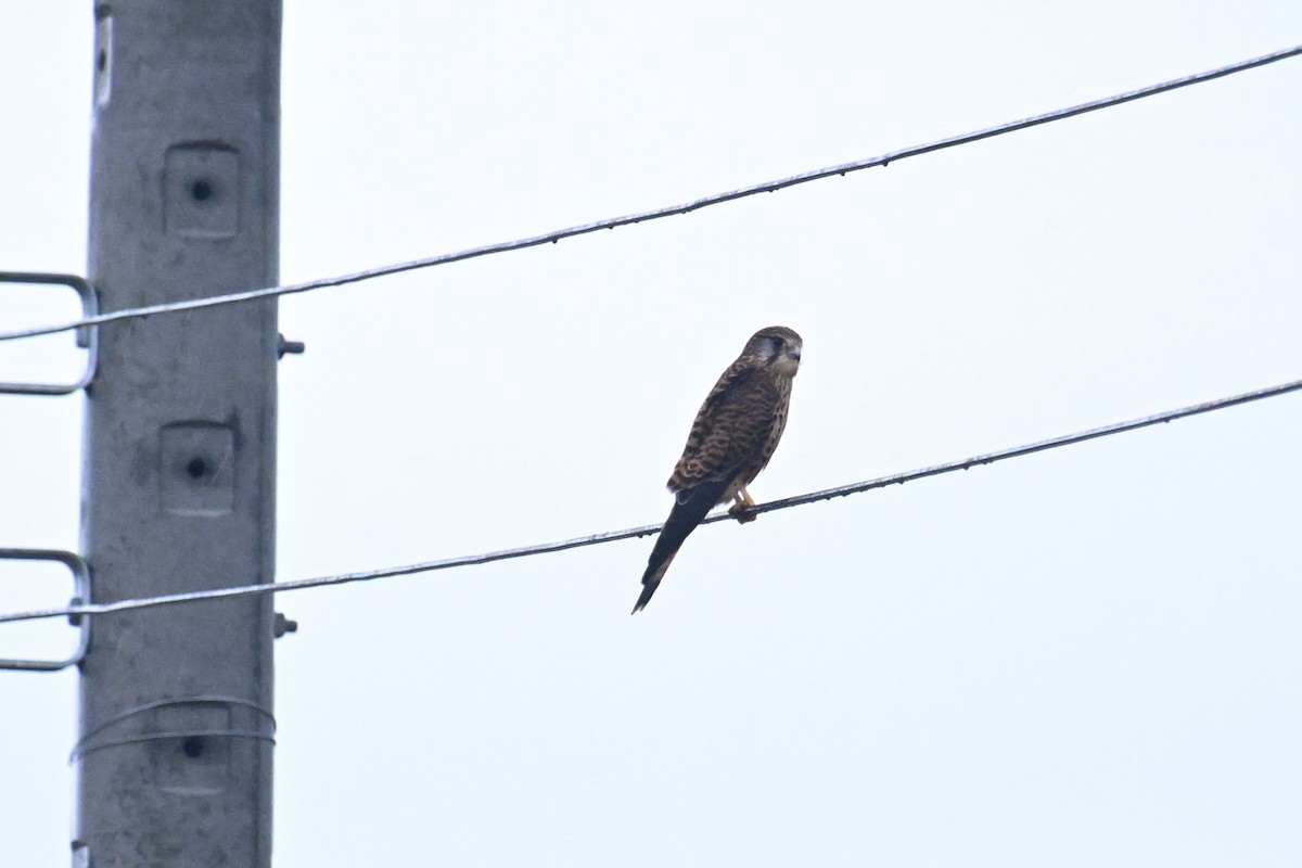 Eurasian Kestrel - ML642132946