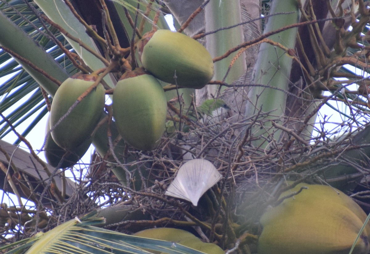 Monk Parakeet - ML642132950
