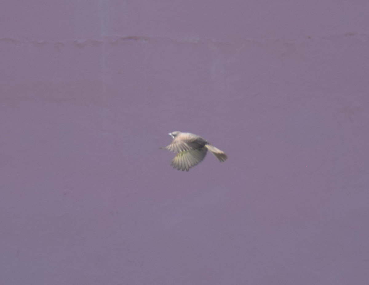 Puerto Rican Flycatcher - ML642132952
