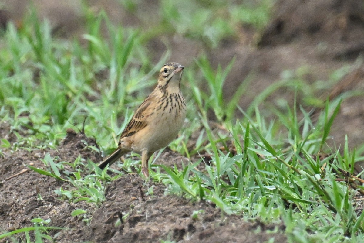 Richard's Pipit - ML642132953