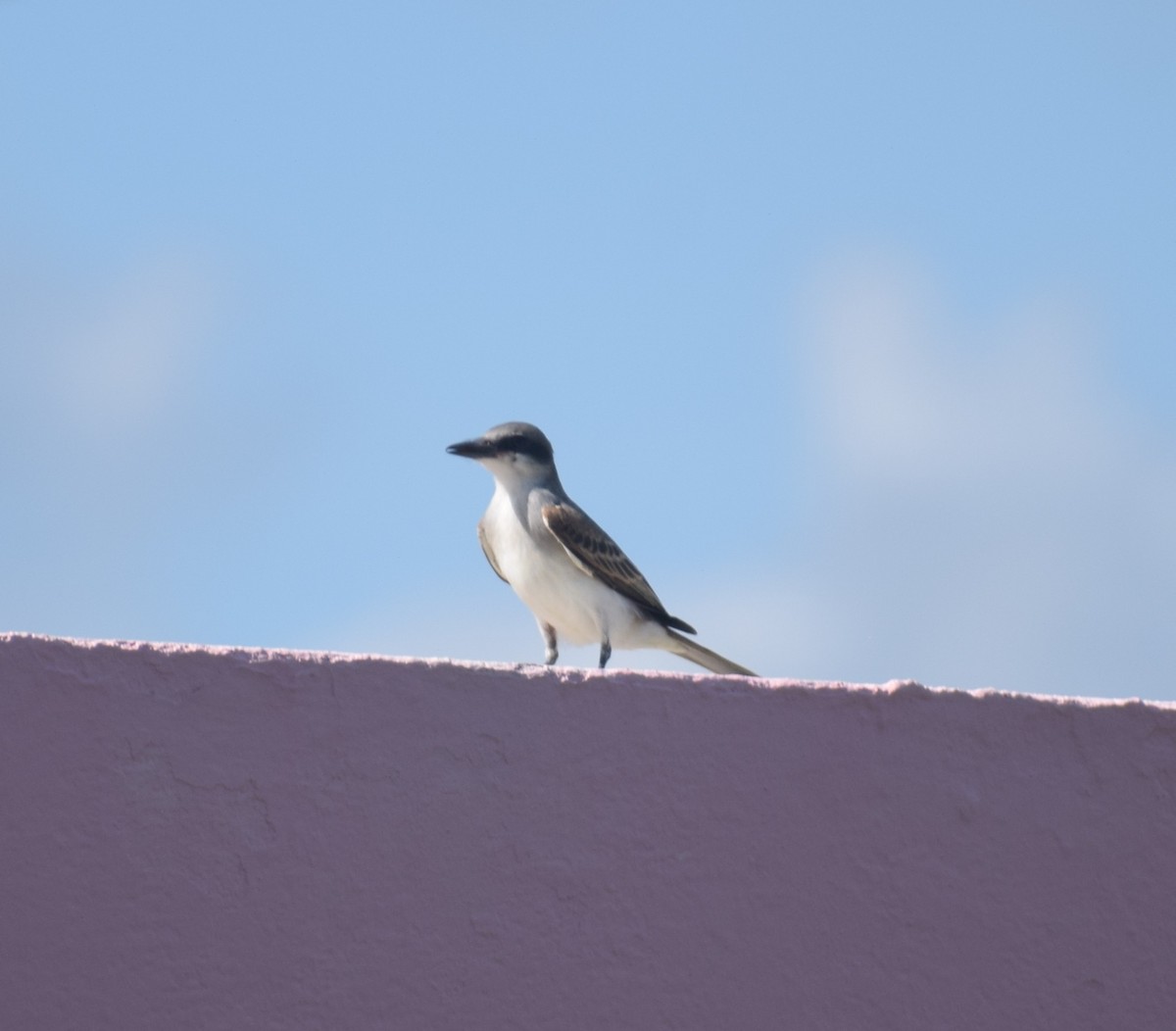 Gray Kingbird - ML642132957