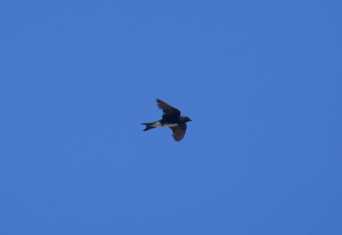 Caribbean Martin - ML642132958