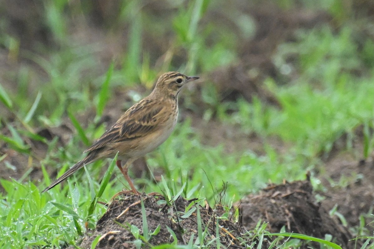 Richard's Pipit - ML642132959